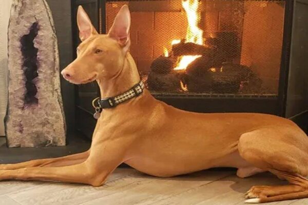 Pharaoh hound