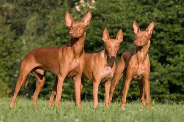 qué es un Pharaoh hound