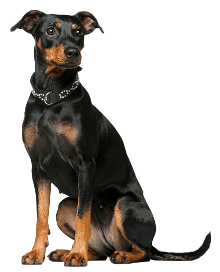 Pinscher alemán