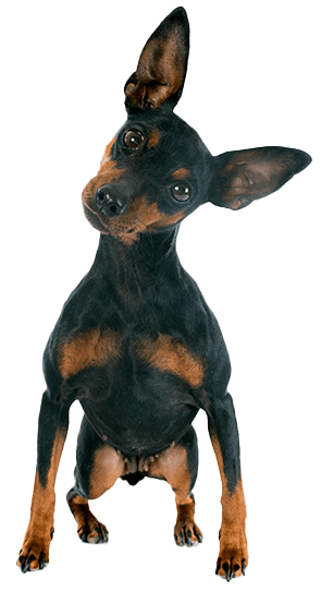 Pinscher Miniatura: Una Raza Pequeña con Gran Personalidad