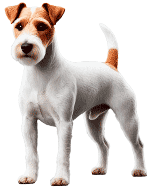 Plummer Terrier: El Terrier de Trabajo Perfecto