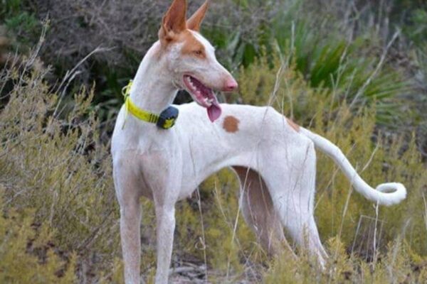 Podenco ibicenco