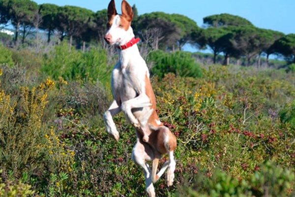 consejos para vivir con un Podenco ibicenco