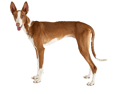 Podenco ibicenco