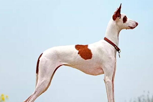 Origen del Podenco ibicenco