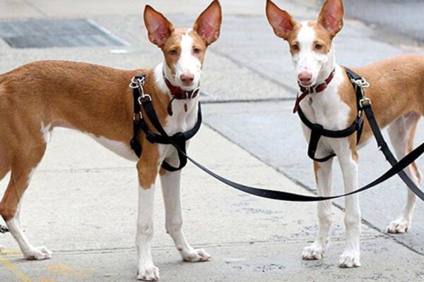 temperamento del Podenco ibicenco