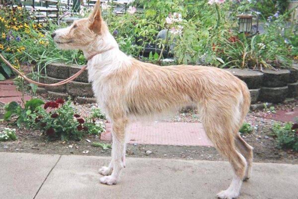 qué es un Podenco portugués