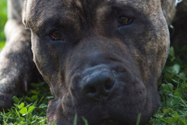 Presa canario