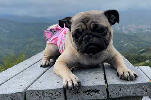 pug cuidados