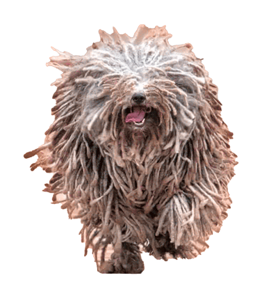 Puli: Una Joya Húngara