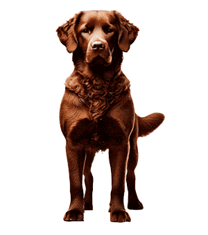 Retriever de Chesapeake: Un Compañero Leal y Versátil