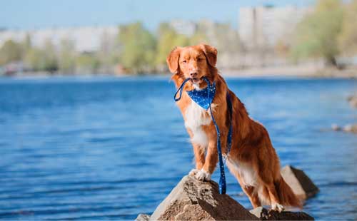 Retriever de Nueva Escocia origen