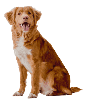Retriever de Nueva Escocia: Un Compañero Versátil y Enérgico