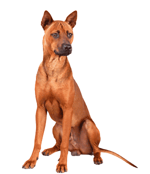 Ridgeback Tailandés: Un Tesoro Nacional Canino