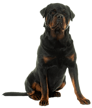 Rottweiler: Una Raza Imponente y Leal