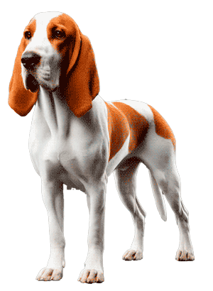 Sabueso Francés Blanco y Naranja: Elegancia y Eficiencia en la Caza