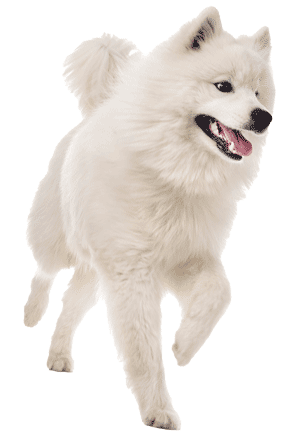 El Samoyedo: Una Raza de Perro Excepcional