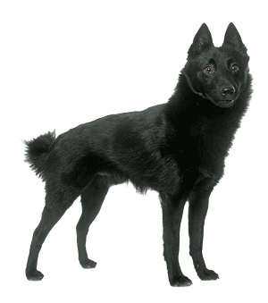 Schipperkes: El Pequeño Guardián Belga