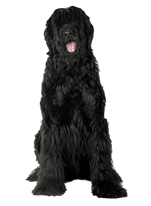 El Schnauzer Gigante: Un Compañero Imponente y Leal