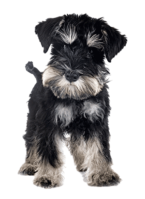Schnauzer Miniatura: Un Compañero Versátil y Encantador