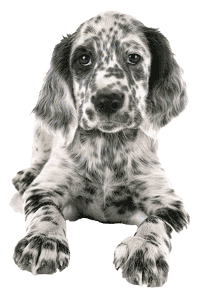 El Setter Inglés: Elegancia y Energía en un Solo Perro