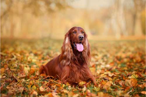 Setter irlandés salud