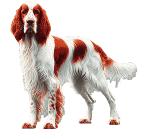 El Setter Irlandés Rojo y Blanco: Un Elegante Compañero