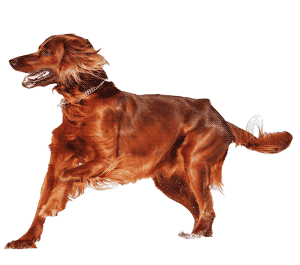 El Setter Irlandés: Elegancia y Energía en un Solo Paquete