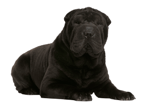Shar Pei: Historia, Características y Datos Curiosos de una Raza Única