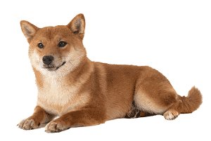Shiba Inu: Un Compañero Leal y Autónomo
