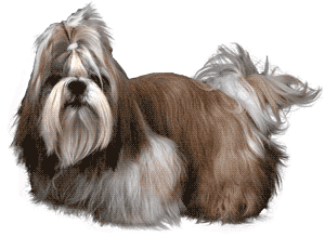 La Raza de Perros Shih Tzu: Una Combinación de Historia y Elegancia