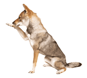 Shikoku Inu: El Guerrero Noble de Japón