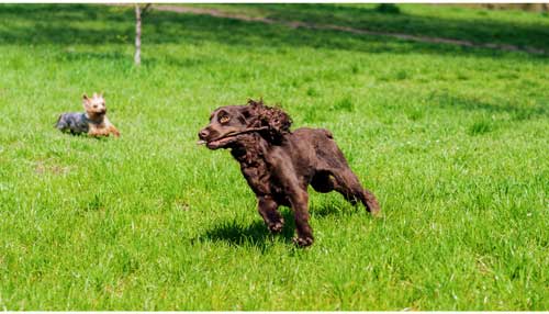 Spaniel alemán origen