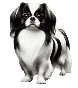 Spaniel Japonés: Una Joya Canina de la Aristocracia Japonesa