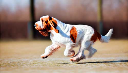 Spinone origen