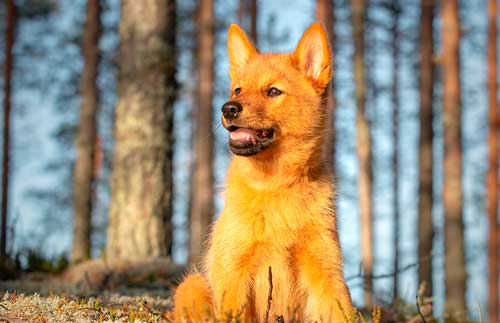 Spitz finlandés comportamiento