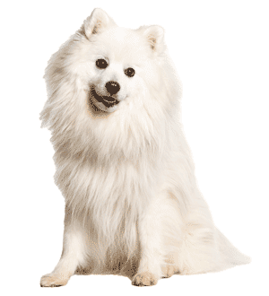 Spitz Japonés: Elegancia y Lealtad en una Raza Canina