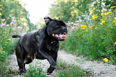 Staffordshire bull terrier origen