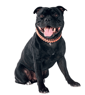 Staffordshire Bull Terrier: El Guerrero con Corazón de Oro