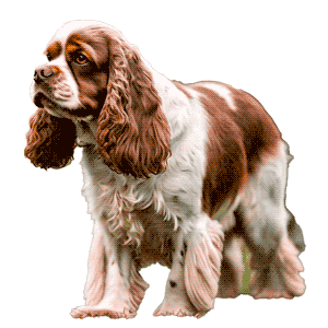 Sussex Spaniel: Una Joya Canina de Inglaterra