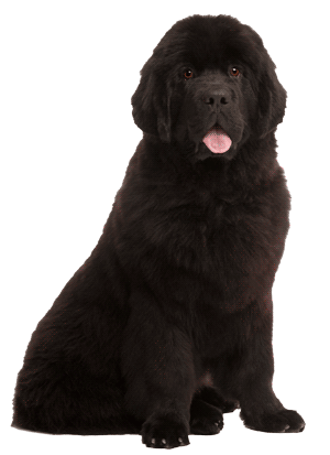 Terranova: Gigantes Gentiles del Mundo Canino