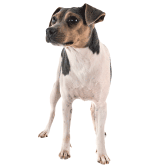 Terrier Brasileño: Un Compañero Ágil y Energético