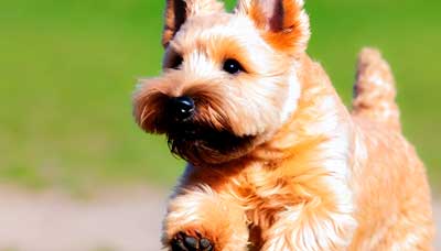 Terrier de Norfolk origen
