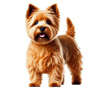 Terrier de Norfolk: El encantador