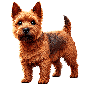 Terrier de Norwich: Pequeño pero Valiente