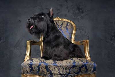 Terrier escocés historia