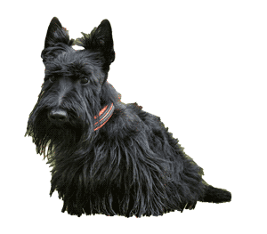 Terrier Escocés: Un Compañero Valiente y Encantador
