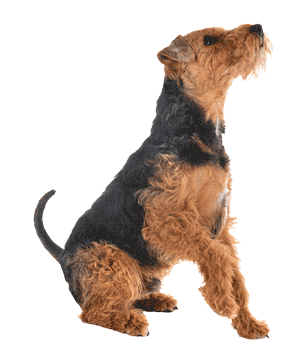 Terrier Galés: Un Compañero Leal y Energético