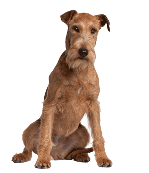 Terrier Irlandés: Un Compañero Valiente y Leal
