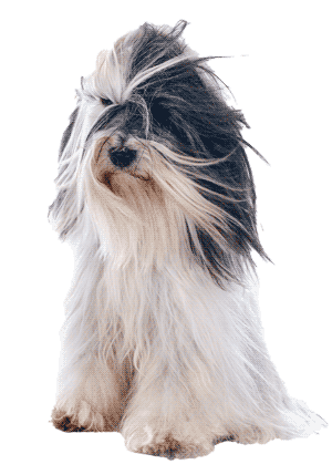 Terrier Tibetano: Un Compañero Fiel y Versátil